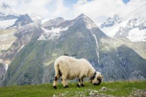 Un outil pour surveiller la biodiversité du bétail suisse