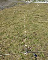 Uralt und widerstandsf�hig: Wie Gebirgspflanzen dem Klimawandel trotzen