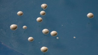 Yeast � Alain Herzog