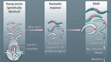 Variable Outcome of Mutations.