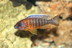 Changed environment makes cichlids more intelligent