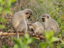 Veux-tu m'�pouiller?