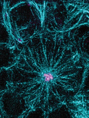 Zentrosom (pink), das in einer neuronalen Stammzelle von Drosophila eine Reihe v