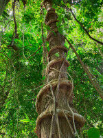 Westafrika: Kleine W�lder, grosse Wirkung