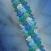 Wichtiger Proteinkomplex f�r Immunreaktion in 3D sichtbar gemacht