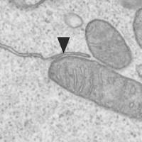 Wie die Zellstruktur das Immungedächtnis orchestriert