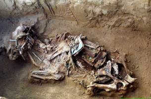 Wie vor Jahrtausenden Pferde gez�chtet wurden