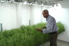 Zerihun Tadele mit der stabileren Zwerghirse am Institut f�r Pflanzenwissenschaf